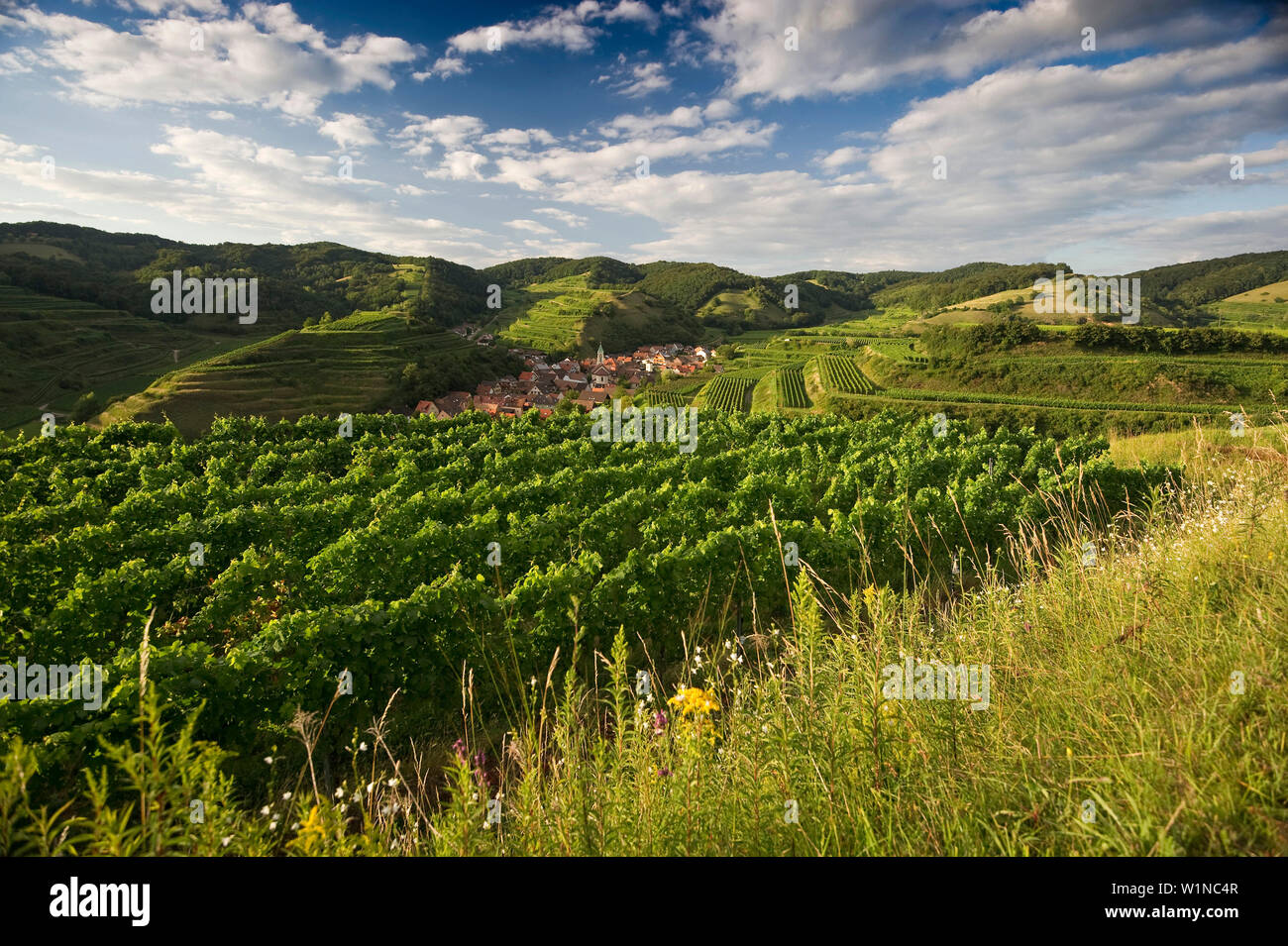 Hills and vineyards around Schelingen, Kaiserstuhl, Baden-Wuerttemberg, Germany, Europe Stock Photo