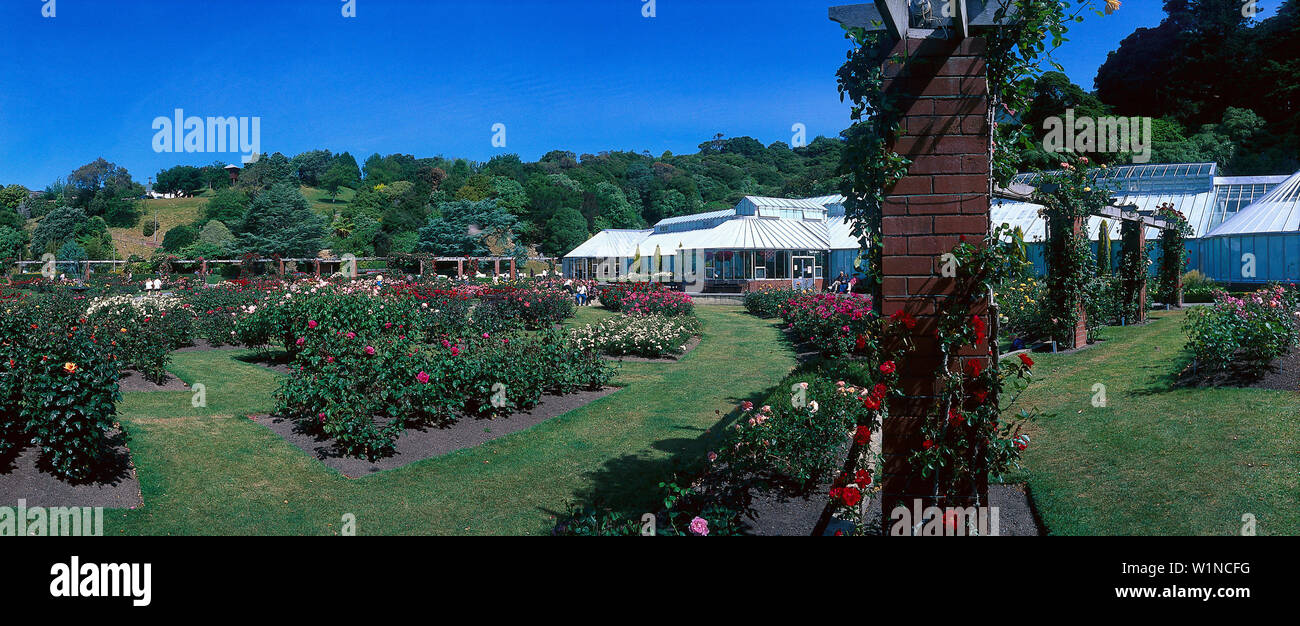 Lady Norwood Rose Garden in Wellington Botanic Gardens, Wellington, North Island, New Zealand Stock Photo