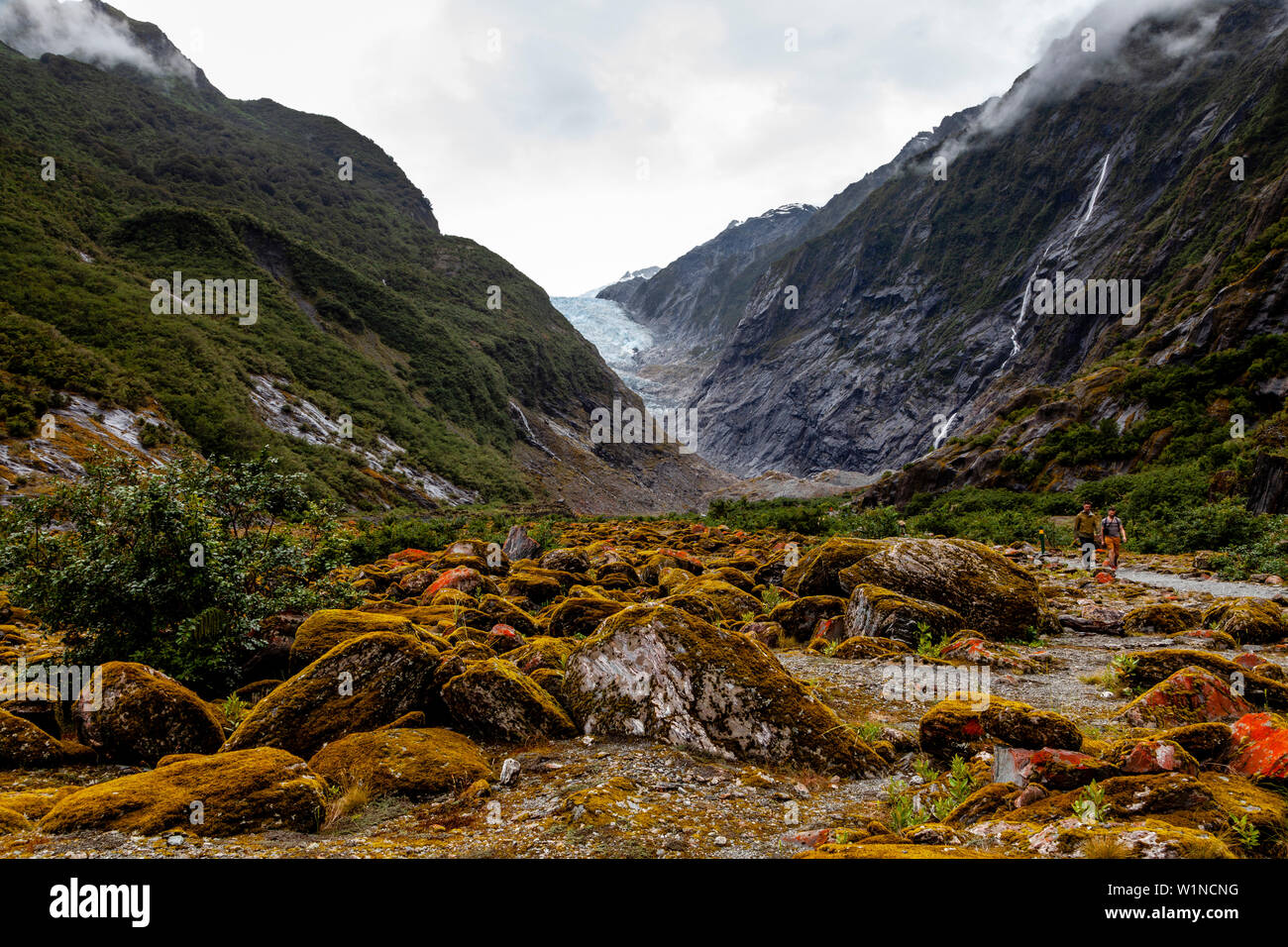 Walkers On The Valley Walk, Franz Josef Glacier, South Island, New Zealand  Stock Photo - Alamy