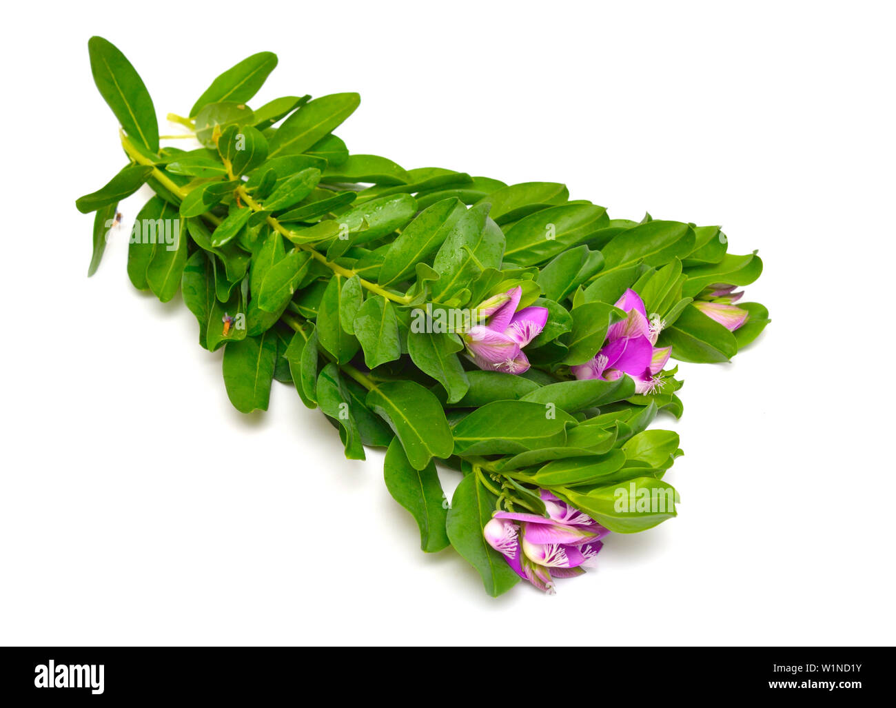 Polygala myrtifolia or myrtle-leaf milkwort isolated on white background. Stock Photo
