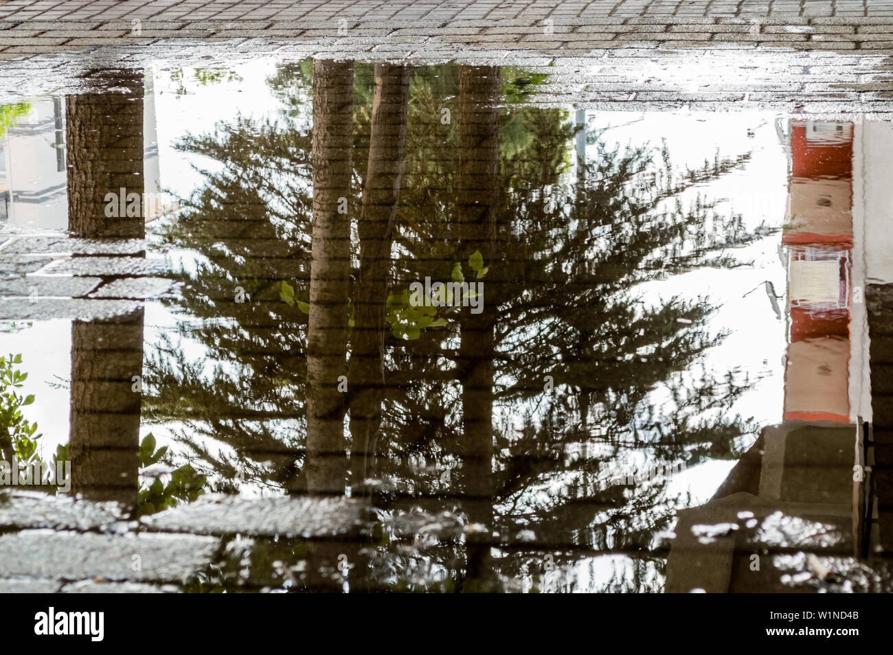 Pine tree and building reflections in a puddle on a pavement after the ...