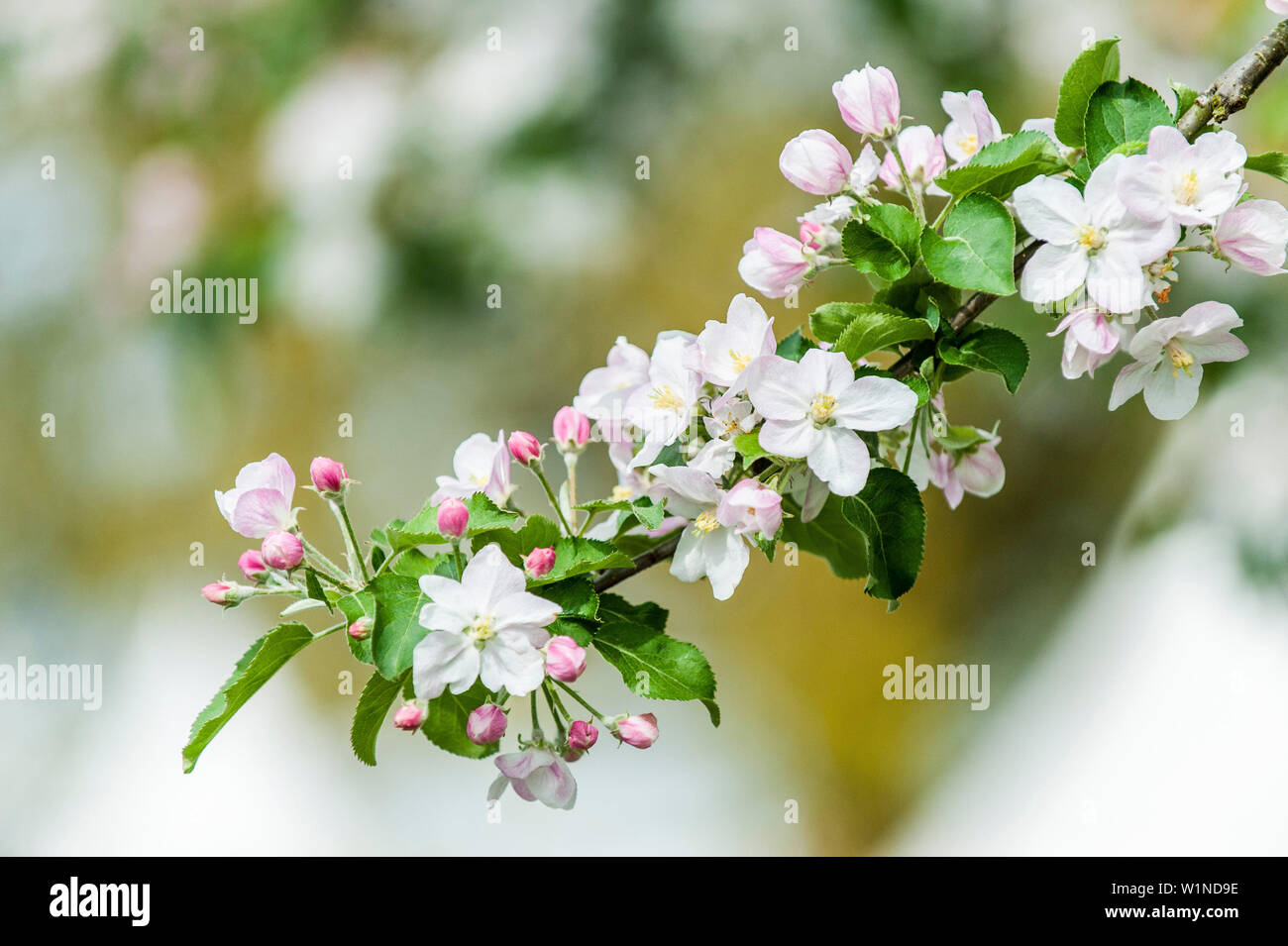 Blossoming apple tree, Hamburg, Germany Stock Photo