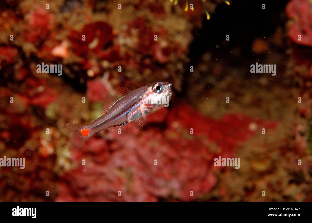 Red spot cardinalfish with eggs in mouth, Apogon parvulus, Bali, Indian Ocean, Indonesia Stock