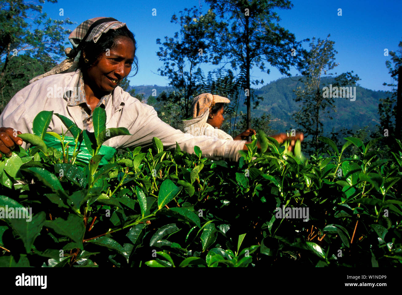 Women picking tea, Ella, Highlands Sri Lanka Stock Photo Alamy