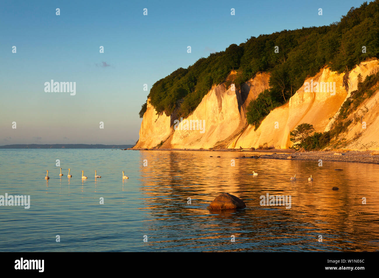 Swans in front of the chalk cliff, National Park Jasmund, Ruegen island, Baltic Sea, Mecklenburg-West Pomerania, Germany Stock Photo