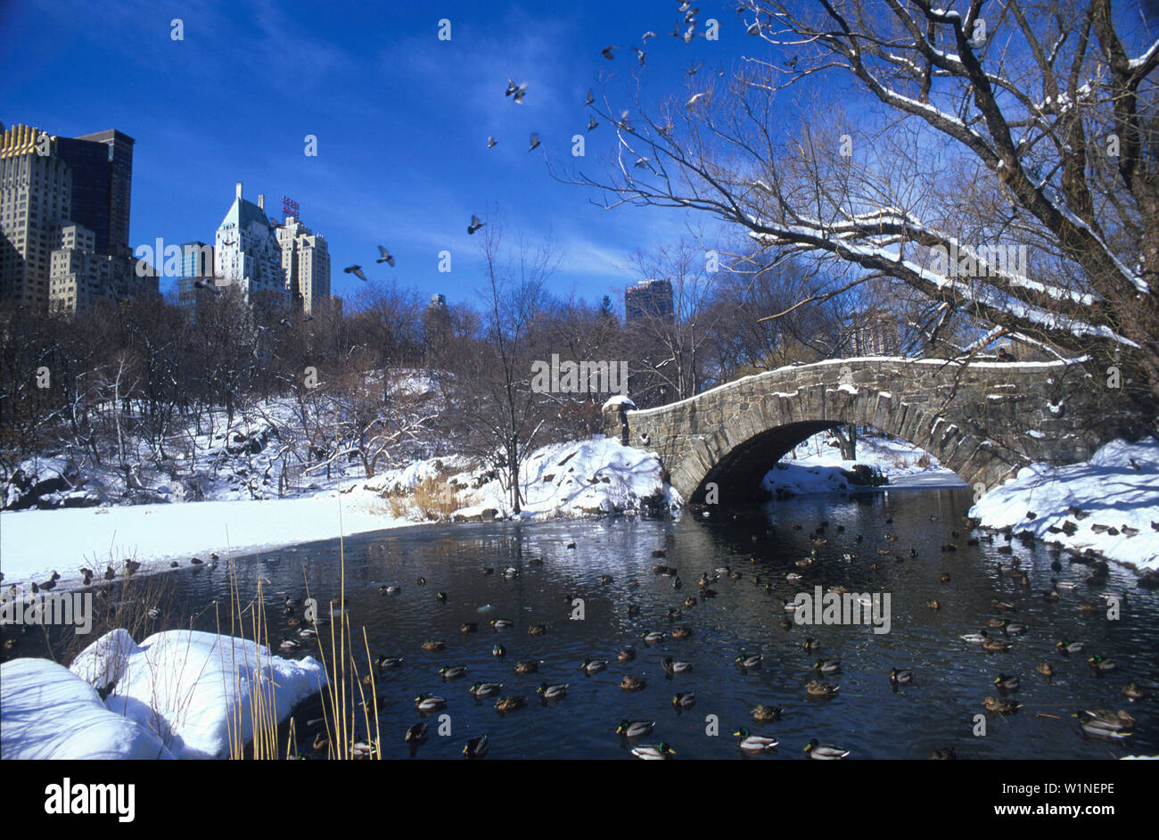 The Pond, Central Park im Winter, Manhattan New York, USA Stock Photo