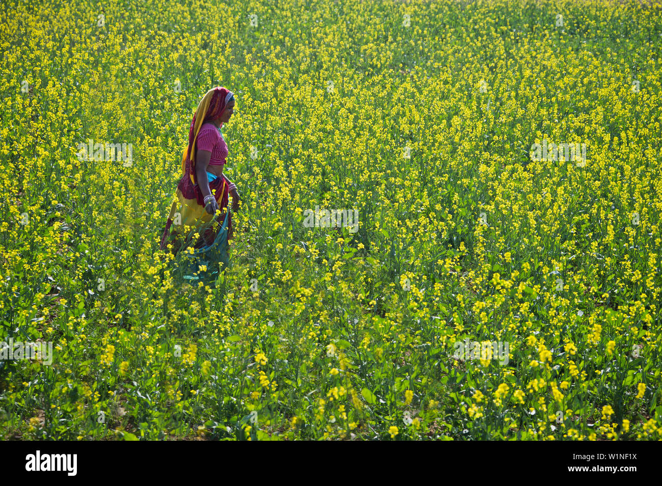 Indian woman in a blossoming mustard field, Rajasthan, India Stock Photo