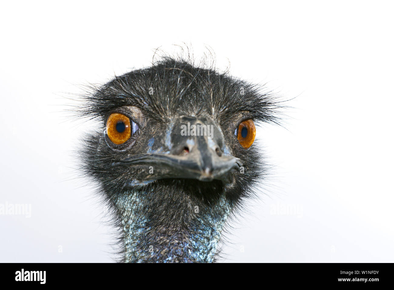 Head of Emu, Dromaius novaehollandiae, Brisbane, Australia Stock Photo