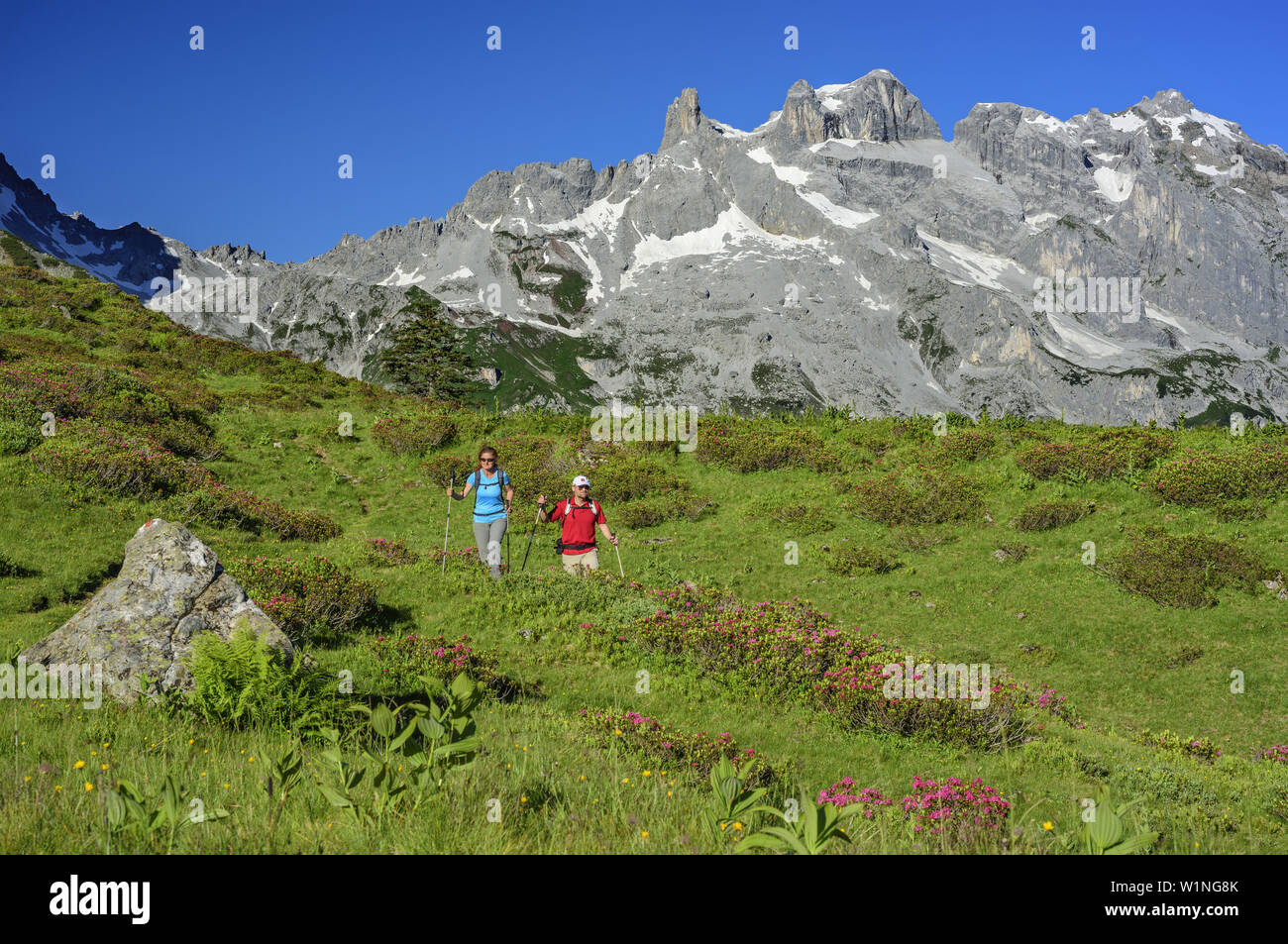 Woman and man hiking on meadow with alpine roses in blossom in front of Drei Tuerme and Drusenfluh, Raetikon, Vorarlberg, Austria Stock Photo