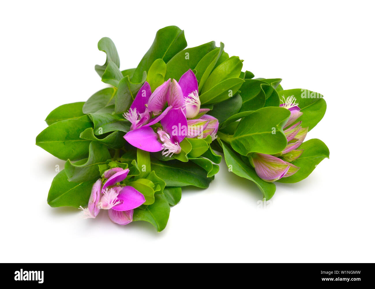 Polygala myrtifolia or myrtle-leaf milkwort isolated on white background Stock Photo