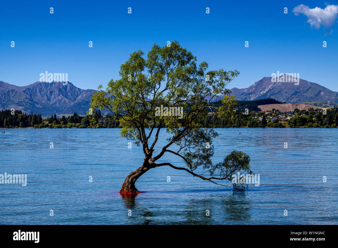 The Iconic ‘Lone Tree’ In The Lake, Lake Wanaka, Otago Region, South Island, New Zealand Stock Photo