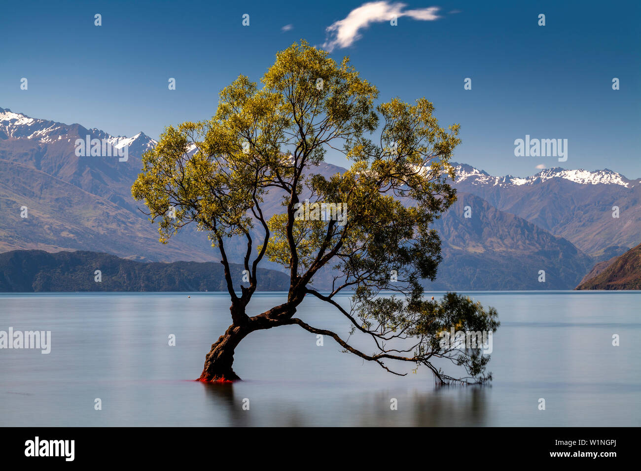 The Iconic ‘Lone Tree’ In The Lake, Lake Wanaka, Otago Region, South Island, New Zealand Stock Photo