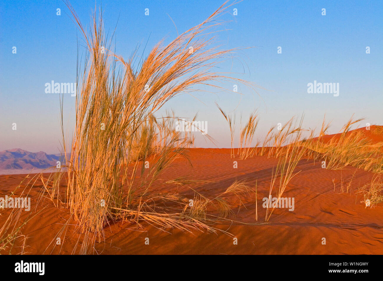 Desert grass in red sand and the light of setting sun. Gondwana Namib Desert park, Namib Desert. Southern Nambia, Africa. Stock Photo
