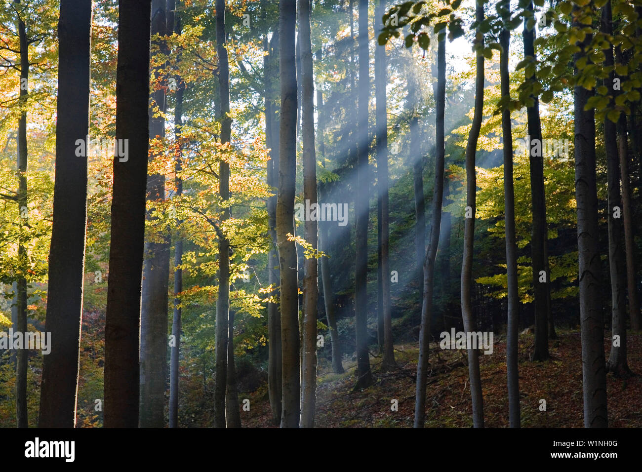 forest impression autumncolours, Bavaria, Germany, Europe Stock Photo