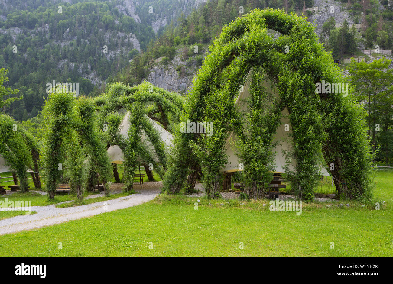 Weidendom in National Park Center Gesäuse, Ennstaler Alps, Johnsbach, Styria, Austria Stock Photo
