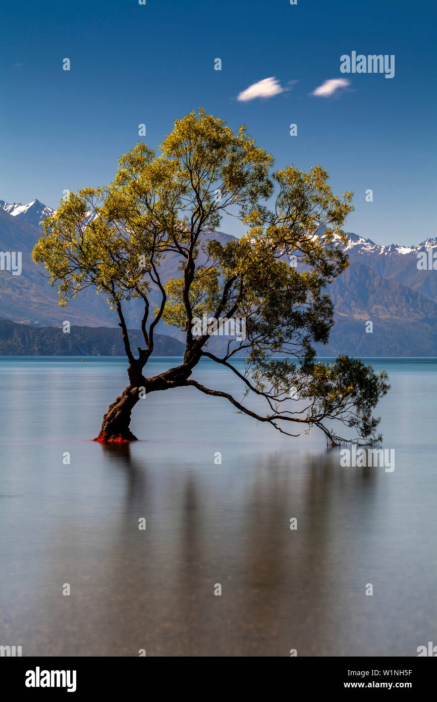 The Iconic ‘Lone Tree’ In The Lake, Lake Wanaka, Otago Region, South Island, New Zealand Stock Photo