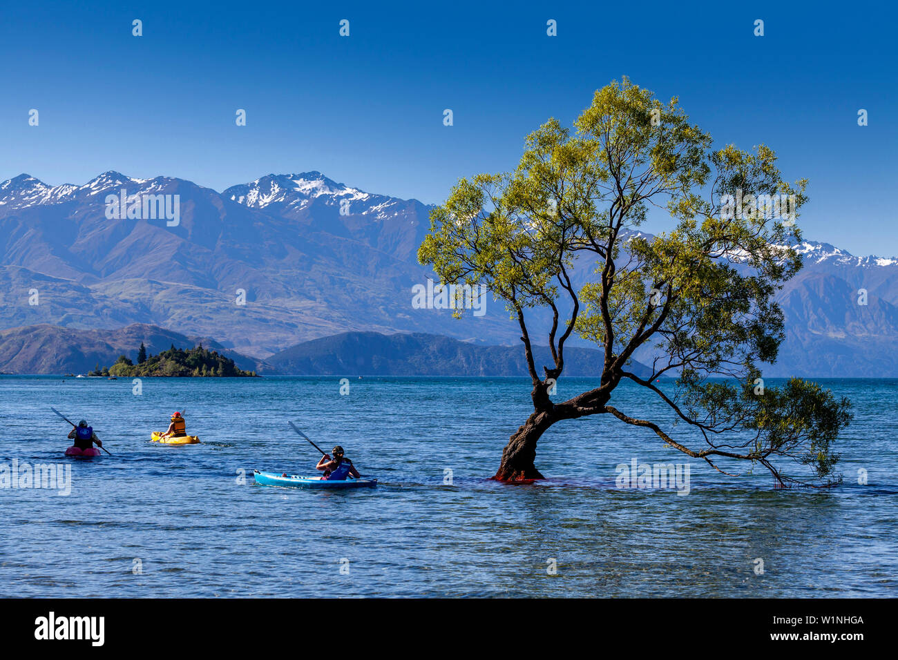 People Kayaking Around The Iconic ‘Lone Tree’ In The Lake, Lake Wanaka, Otago Region, South Island, New Zealand Stock Photo