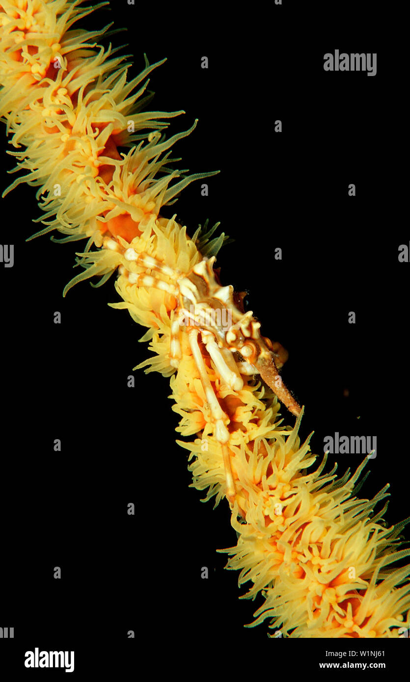 Gorgonian Crab, Xenocarcinus tuberculatus, Indonesia, Raja Ampat, Irian Jaya, West Papua, Indian Ocean Stock Photo