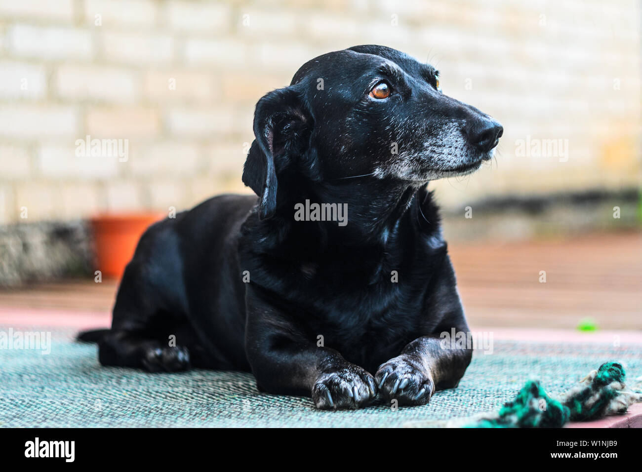 gray weiner dog