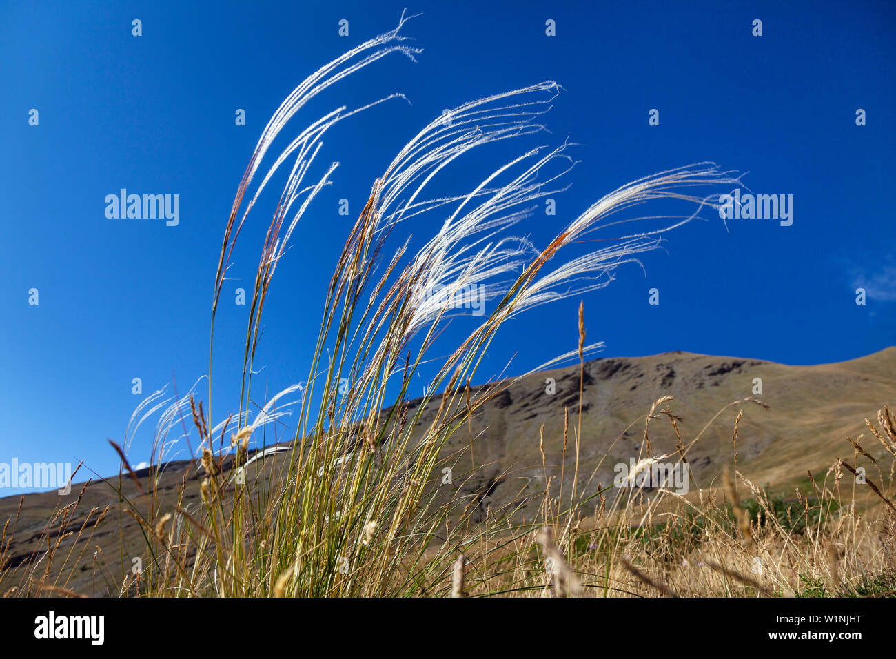 Feather Grass, Stipa sp., Alps, Queyras, France, Europe Stock Photo
