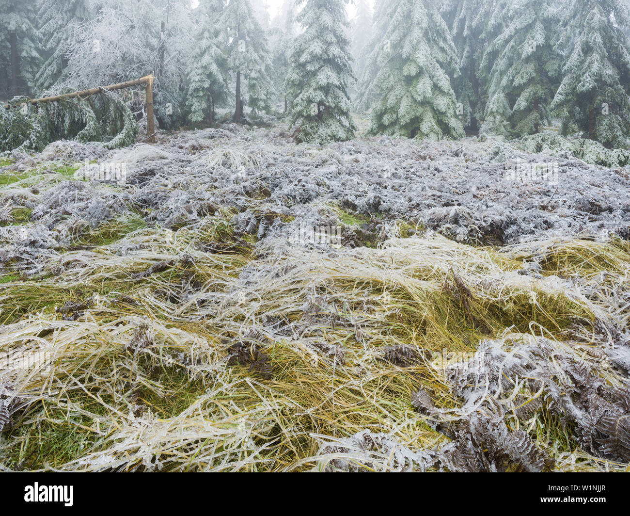 iced forest in the Wechselgebiet, Lower Austria, Austria Stock Photo