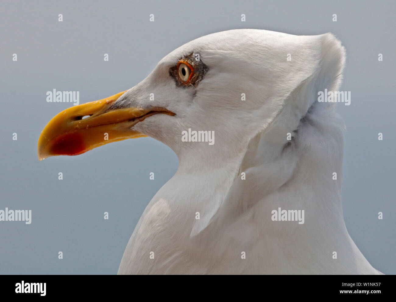 Herring Gull (larus argentatus), English Channel Stock Photo