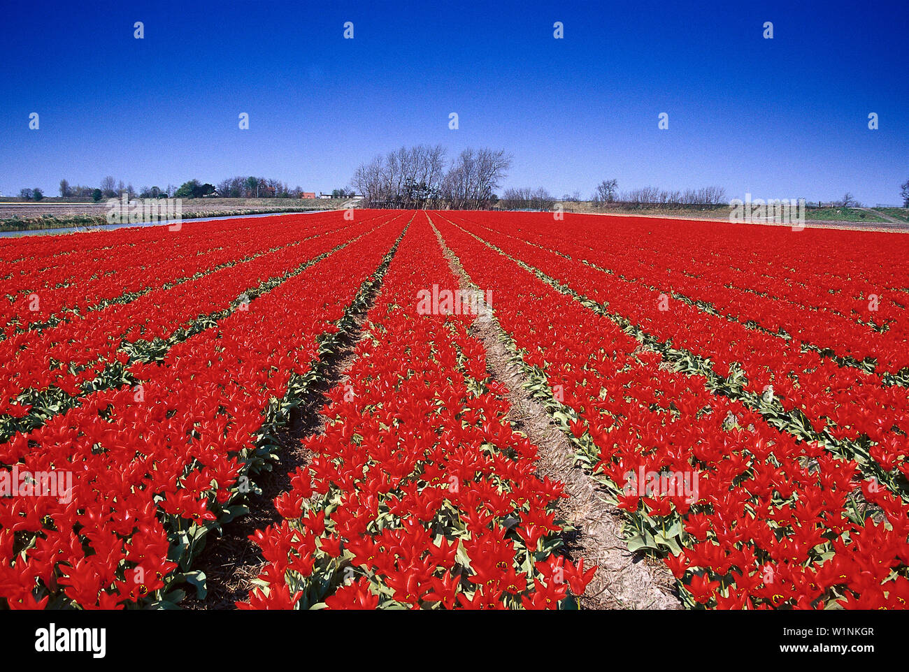 Tulipfield, De Zilk Netherlands Stock Photo