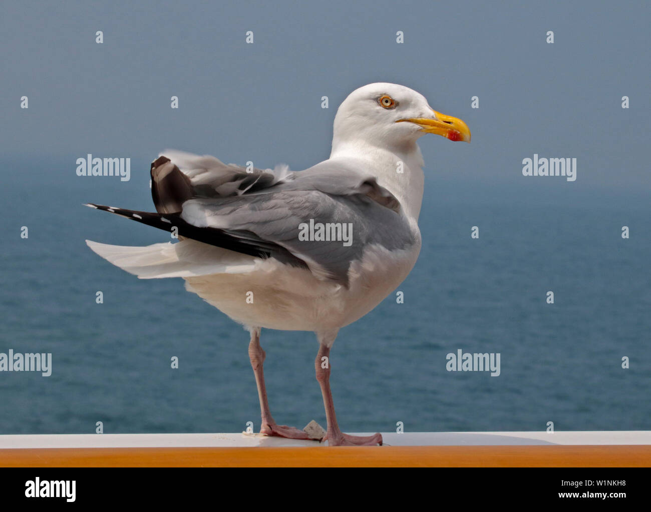 Herring Gull (larus argentatus), English Channel Stock Photo