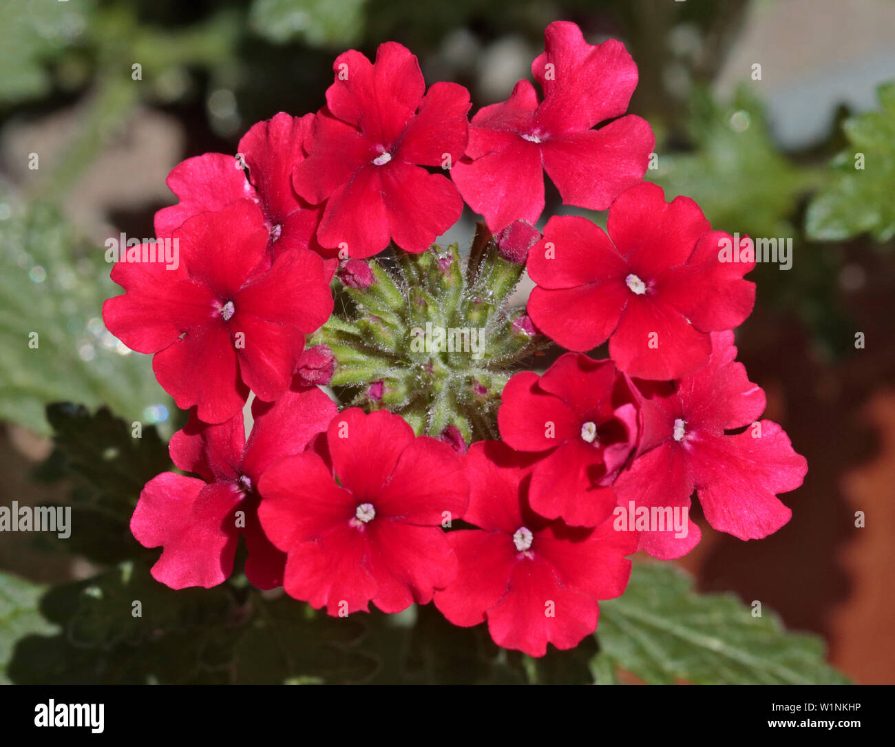 Perennial verbena hires stock photography and images Alamy