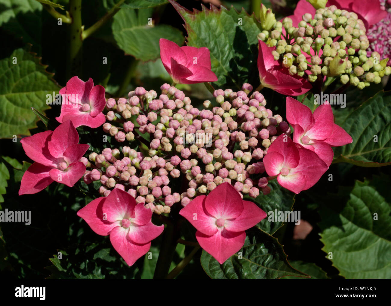 Pink Lacecap Hydrangea Stock Photo