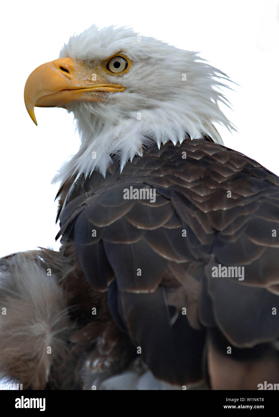 Eagle foods hi-res stock photography and images - Alamy