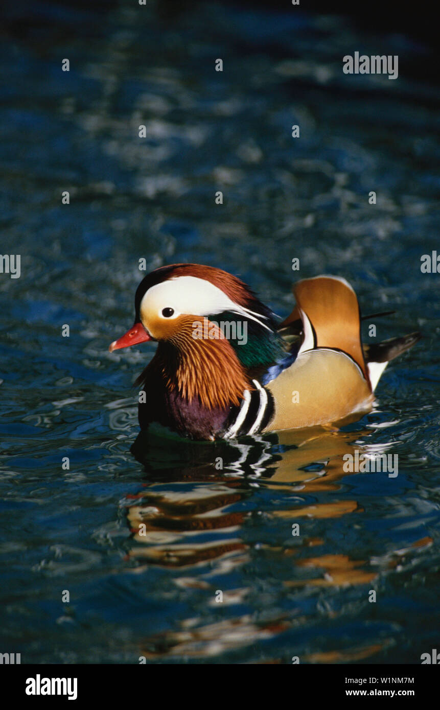 Mandarinenente Erpel, , Enten, Voegel Tiere Stock Photo