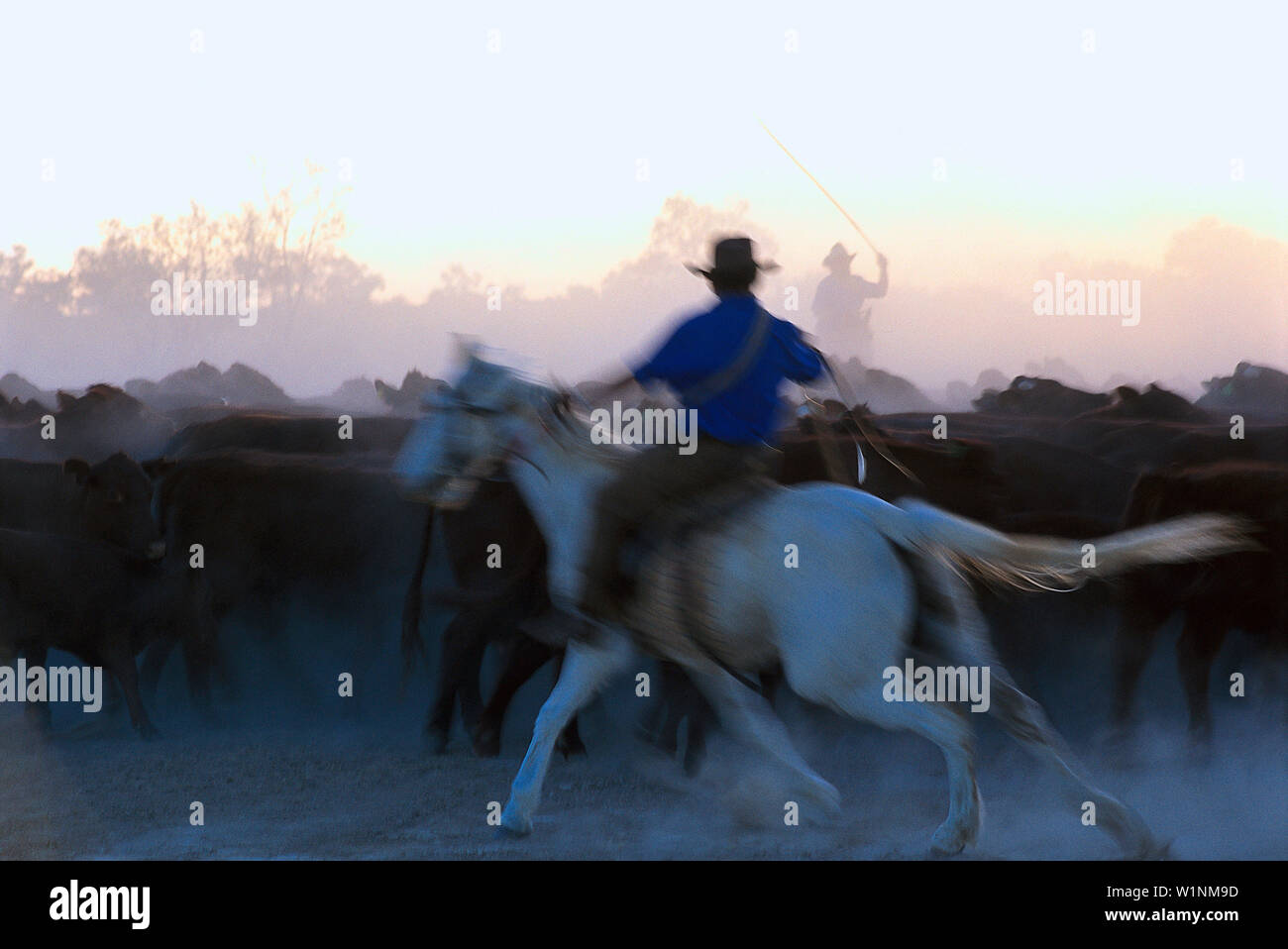 Cattle Drive, Cattle Station, South Australia Australia Stock Photo Alamy