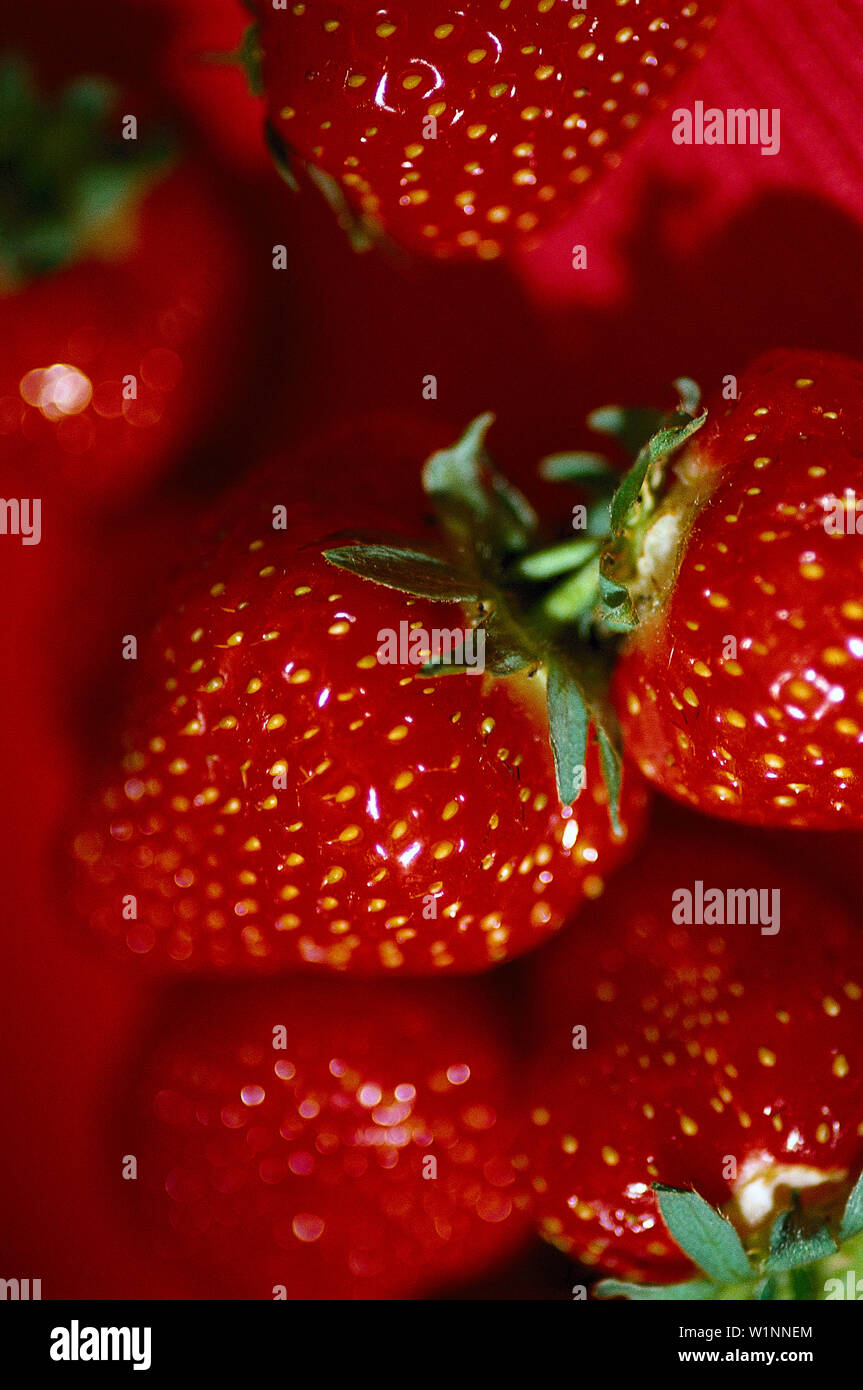 Erdbeeren, Food Stock Photo