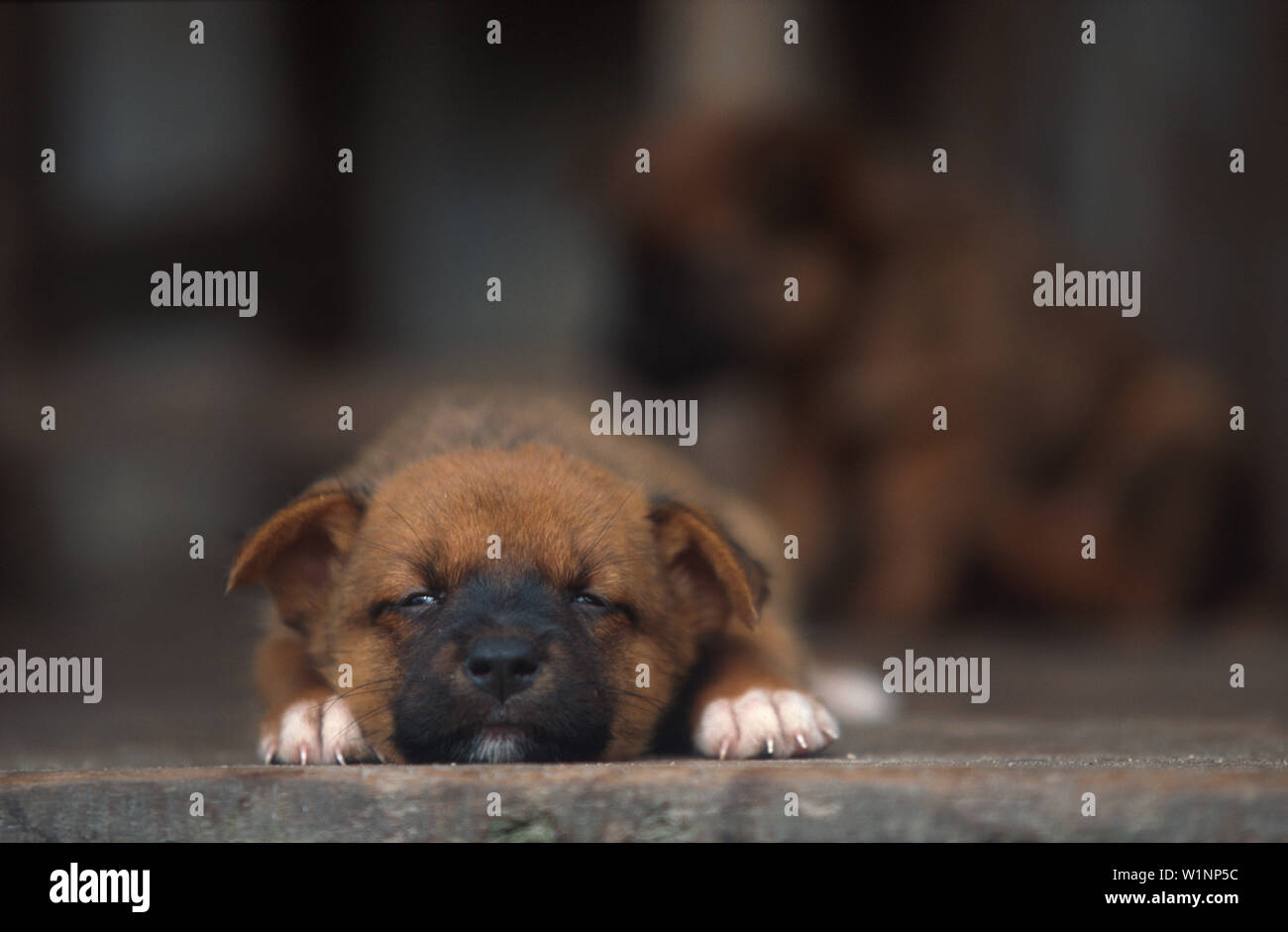 Hundewelpen Irian Jaya Stock Photo