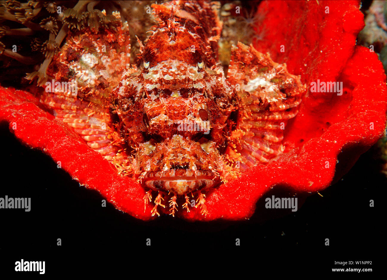 Baertiger Drachenkopf auf rotem Schwamm, Tassled sc, Tassled scorpionfish or red sponge, Scorpaenopsis oxycephalus Stock Photo