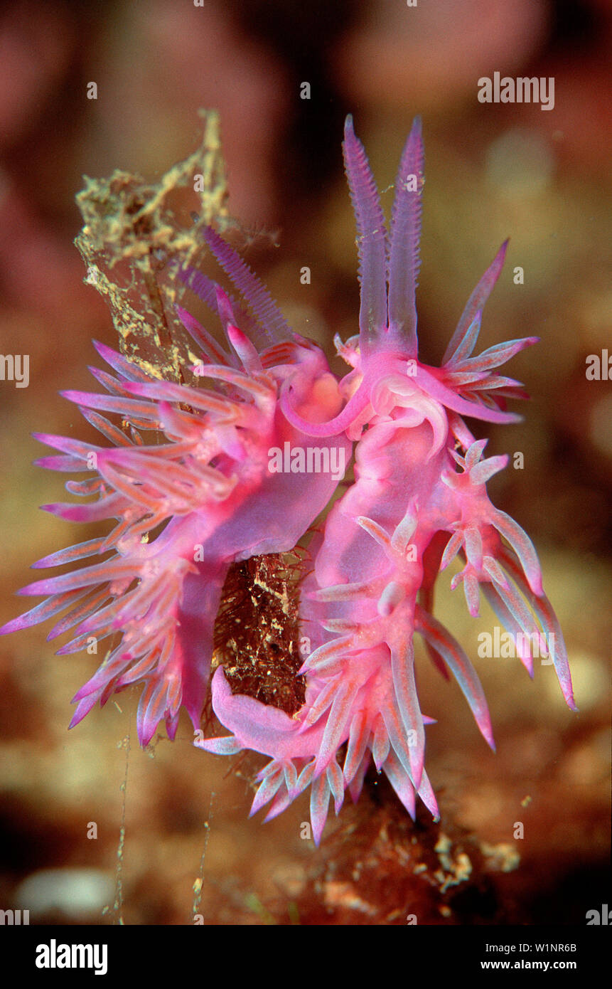 Violette Fadenschnecke bei der Paarung, mating nud, mating nudibranch, Flabellina affinis Stock Photo