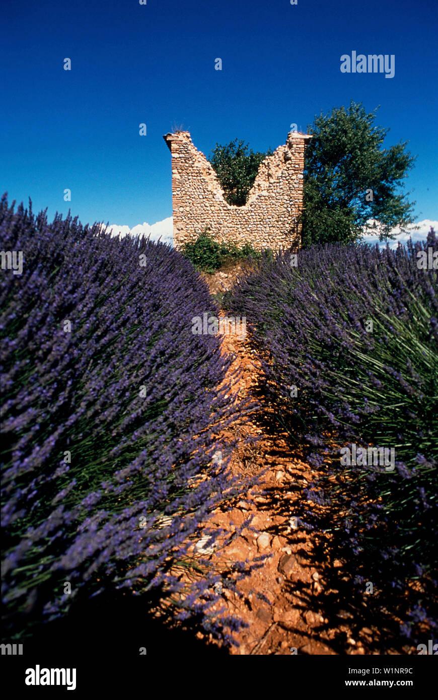 Lavendelfeld, Provence Frankreich Stock Photo