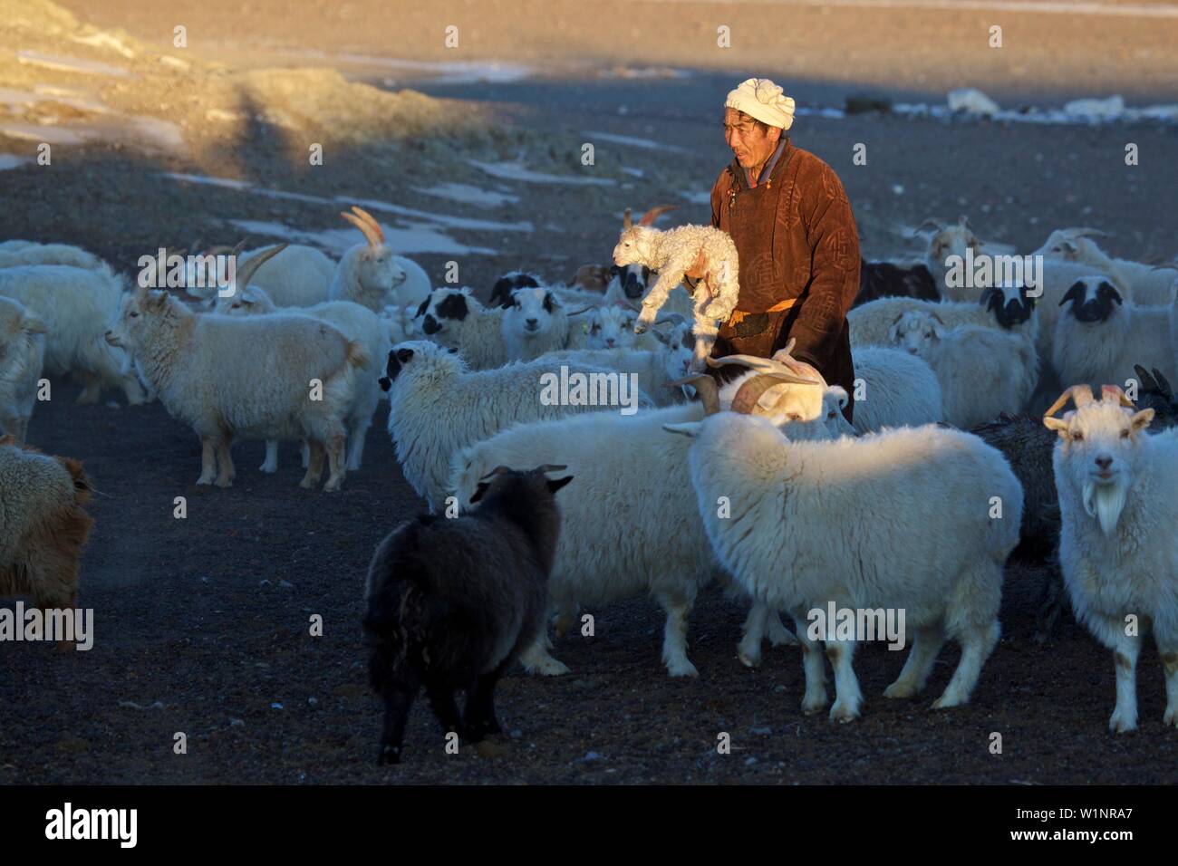Mongolian nomad in a herd of Cashmere goats and sheep with a lamb in ...
