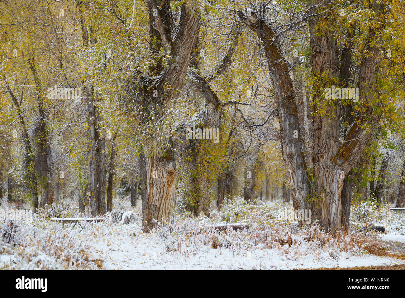 Early snow at the Gros Ventre Region , Grand Teton National Park , Wyoming , U.S.A. , America Stock Photo