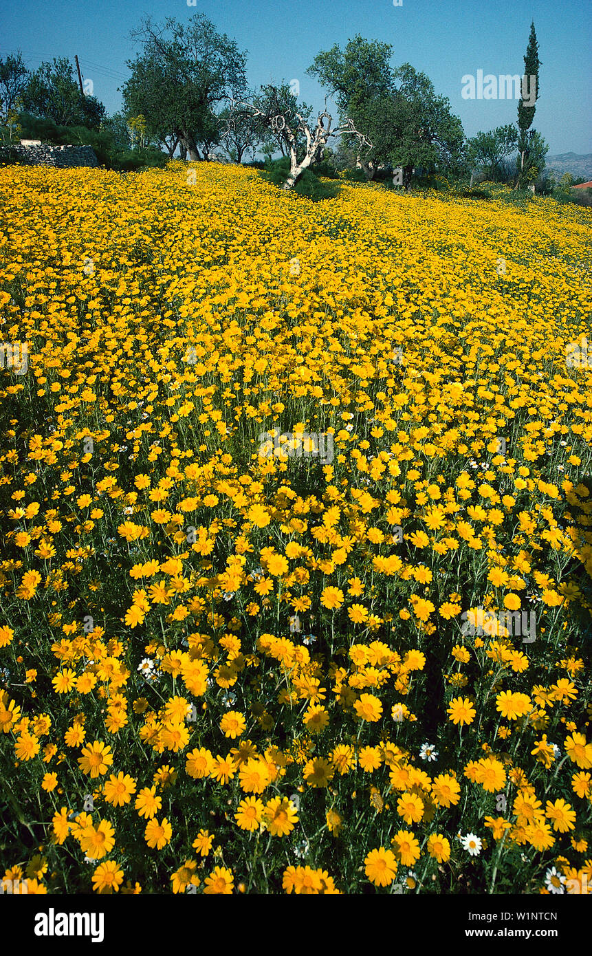 Bluehende Wiese, Lefkara Zypern Stock Photo