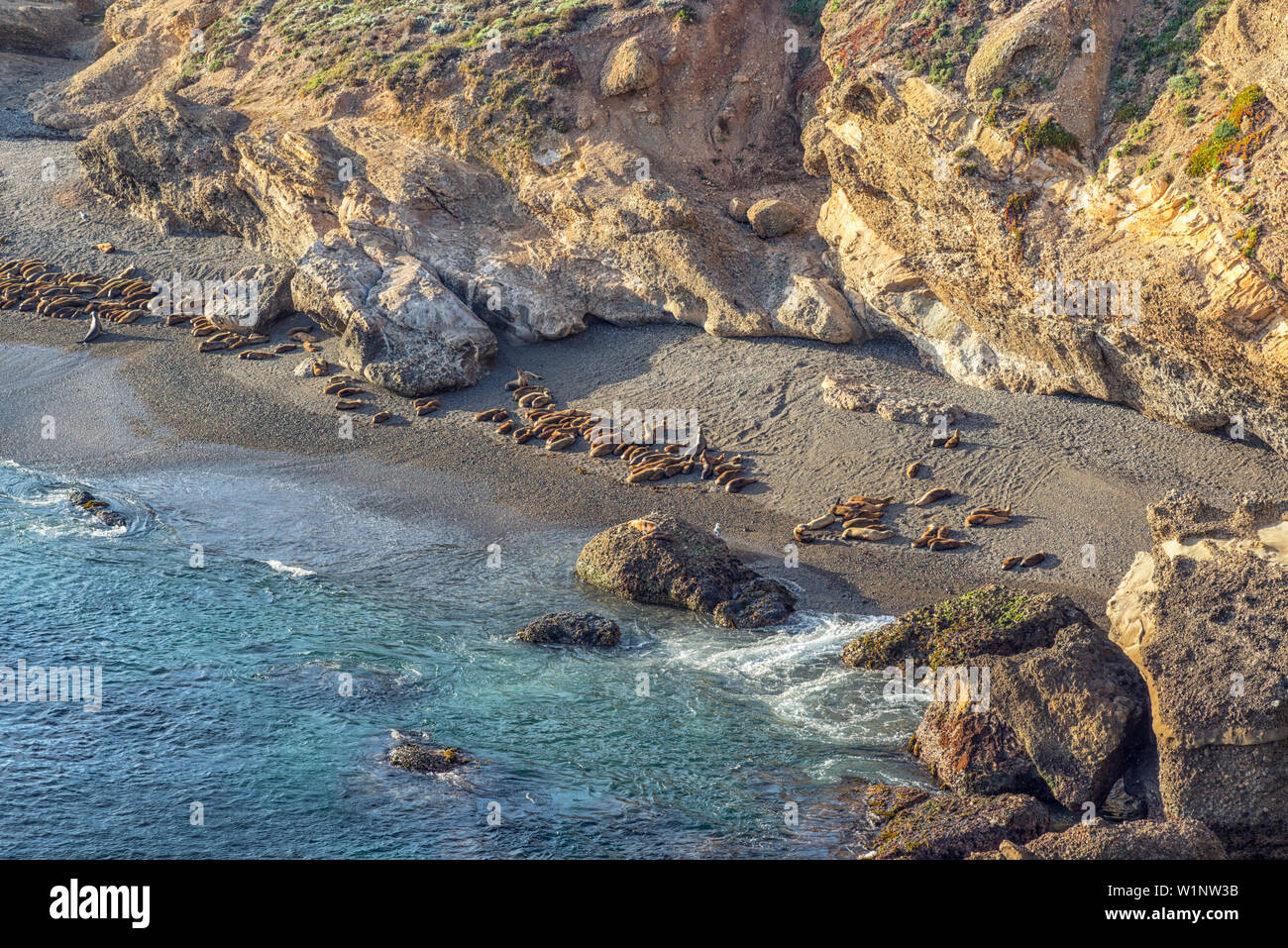 Seals lying on a beach. Point Lobos State Reserve, Carmel, California, United States. Stock Photo
