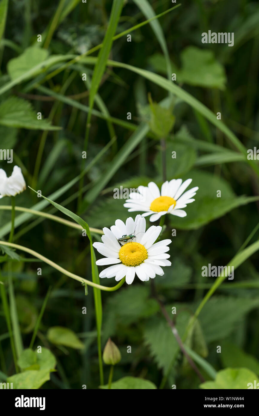 Oxeye daisys in weed bed Stock Photo