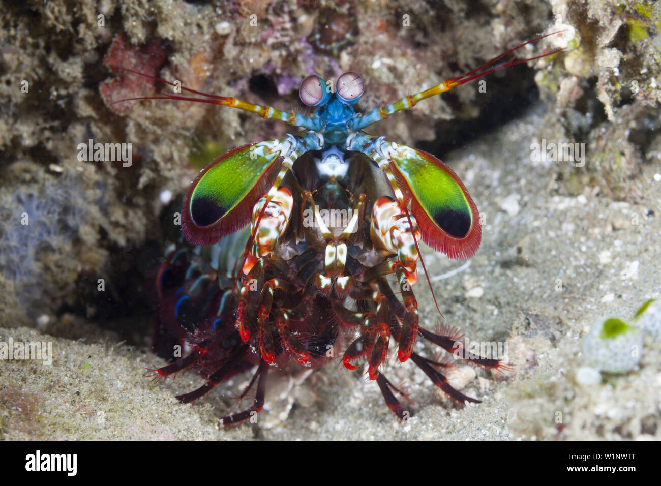 Mantis Shrimp, Odontodactylus scyllarus, Ambon, Moluccas, Indonesia Stock Photo