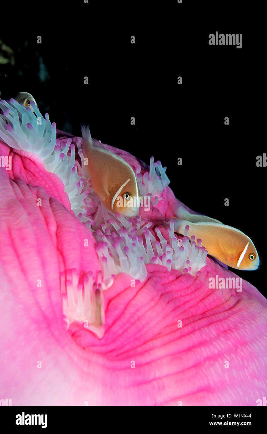 Pink anemonefish, Amphiprion perideraion, Indonesia, Raja Ampat, Irian Jaya, West Papua, Indian Ocean Stock Photo