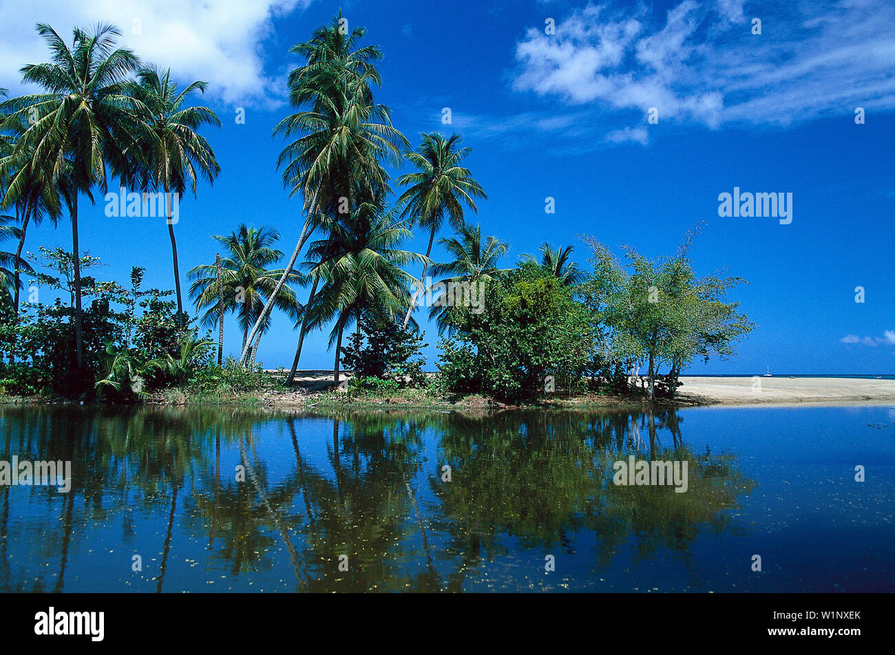 Palmenstrand, Kokospalmen, Tobago West Indies, Karibik Stock Photo