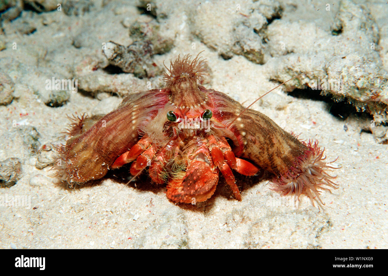 Parasit anemone hermit crab, Dardanus pedunculatus, Calliactis ...