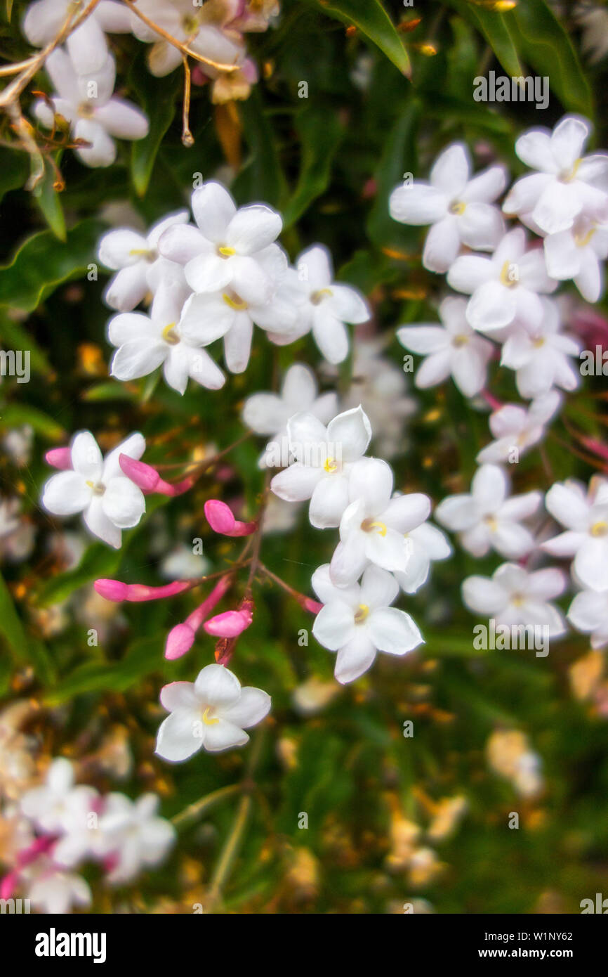 Flowers of the Common Jasmine - Jasminum Officinale Stock Photo
