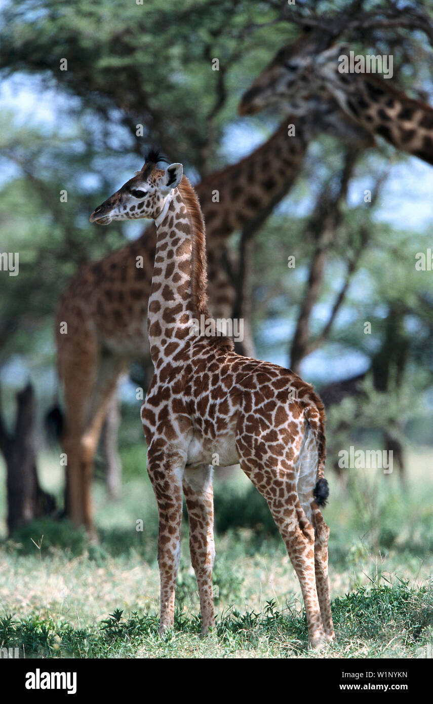 Giraffe serengeti hi-res stock photography and images - Alamy
