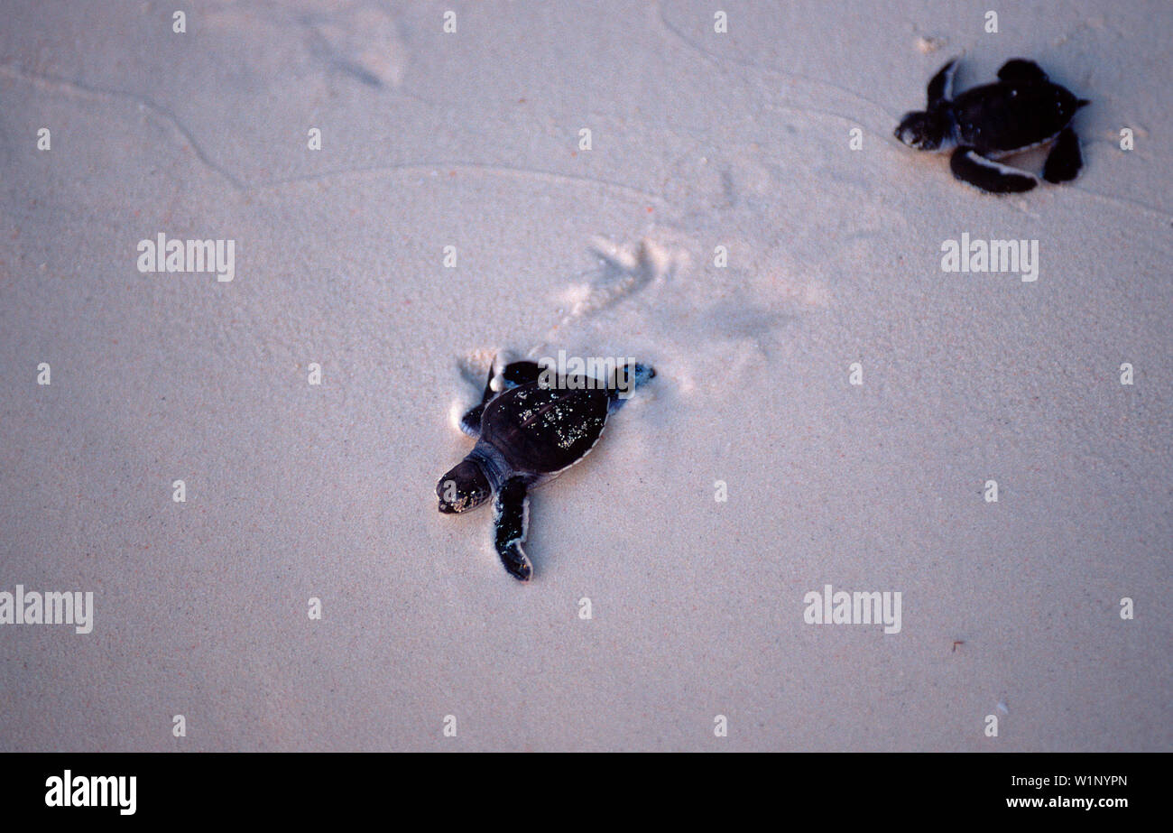 Baby Suppenschildkroete, Gruene Meeresschildkroete au, Gruene Meeresschildkroete auf dem Weg zum Meer, Baby Green sea turtle, green turtle runs on the Stock Photo